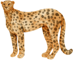 cheetah savanne dieren aquarel illustratie png