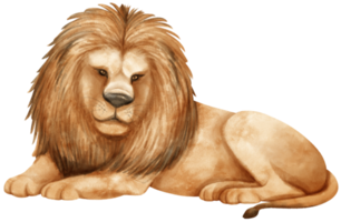 lion afrique faune animaux aquarelle illustration png