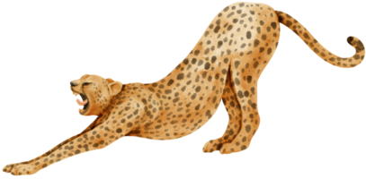 cheetah savanne dieren aquarel illustratie png