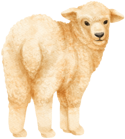 animais de fazenda aquarela de ovelhas png