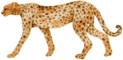 Cheetah savanna animals watercolor illustration png