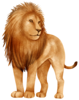 Lion african wildlife animals watercolor illustration png