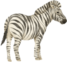 zebra animais selvagens animais ilustração em aquarela png