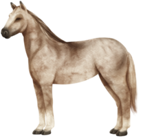 illustrazione dell'acquerello del cavallo png