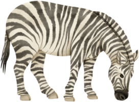 zebra animais selvagens animais ilustração em aquarela png