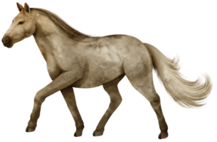 ilustração de aquarela de cavalo png