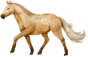 illustration aquarelle cheval brun png