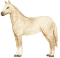 witte paard aquarel illustratie png