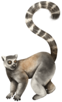 lemur vilda djur vattenfärg png