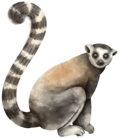 lemur vilda djur vattenfärg png