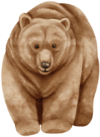 illustrazione dell'acquerello della fauna selvatica dell'orso grizzly png