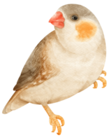 aquarelle pinsons zébrés oiseau illustration png