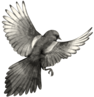 aquarel zwarte vogel illustratie png