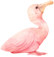 ilustración de pájaro espátula rosada acuarela
