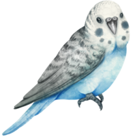 illustrazione dell'uccello del parrocchetto del budgie dell'acquerello png
