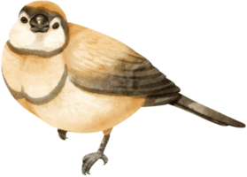 aquarellfinkenvogelillustration png