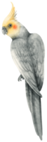 illustration d'oiseau calopsitte aquarelle png