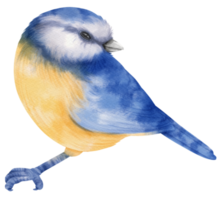 Watercolor blue bird illustration png
