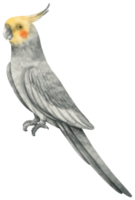 ilustración de pájaro cacatúa acuarela png