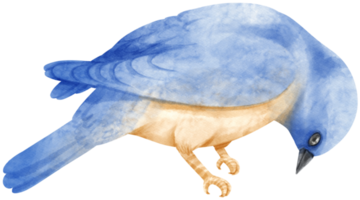 illustrazione dell'uccello blu dell'acquerello png