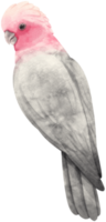 galah oiseau cacatoès rose et gris aquarelle peinte