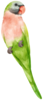 Watercolor red-breasted parakeet bird illustration png