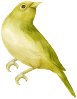 illustration d'oiseau aquarelle png