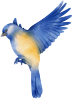 illustrazione dell'uccello blu dell'acquerello