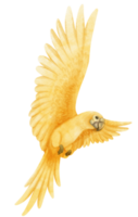 illustrazione dell'uccello del pappagallo del lutino dell'acquerello