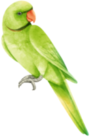 akvarell parakit papegoja fågel illustration png
