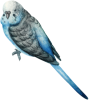 illustrazione dell'uccello del parrocchetto del budgie dell'acquerello png