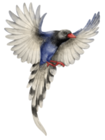 Watercolor red billed blue magpie bird illustration png