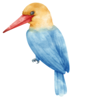 acuarela cigüeña facturado martín pescador pájaro ilustración png