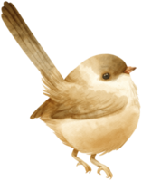 illustrazione dell'uccello dello scricciolo dell'acquerello