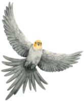 akvarell cockatiel fågel illustration png