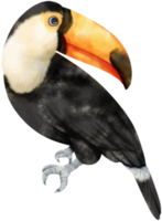 ilustración de pájaro tucán toco acuarela png
