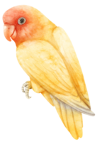Watercolor lovebird illustration