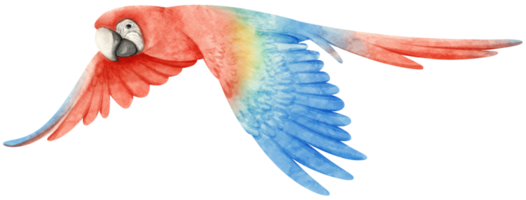 aquarelle d'illustration d'oiseau perroquet ara png