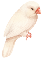 ilustração de pássaro de passarinho em aquarela png