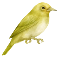 ilustración de pájaro acuarela