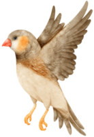 ilustración de pájaro pinzones cebra acuarela