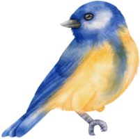 ilustração de pássaro azul aquarela png