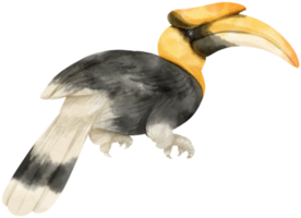 Watercolor great hornbill bird illustration png