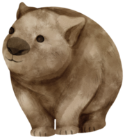 aquarel wombat illustratie png