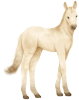 witte paard aquarel illustratie png