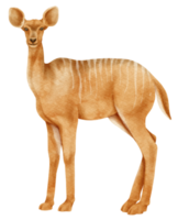 mindre kudu savanna djur akvarell illustration png