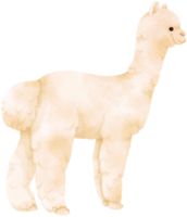 alpaca branca aquarela animais de fazenda png