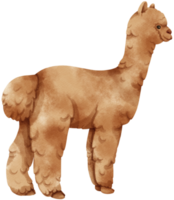 animales de granja de acuarela de alpaca marrón png