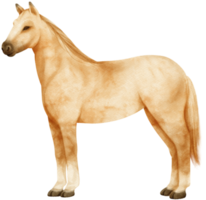 illustration aquarelle cheval brun png