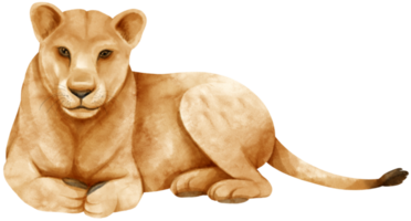 Lion PNG Free Images with Transparent Background - (1,301 Free Downloads)